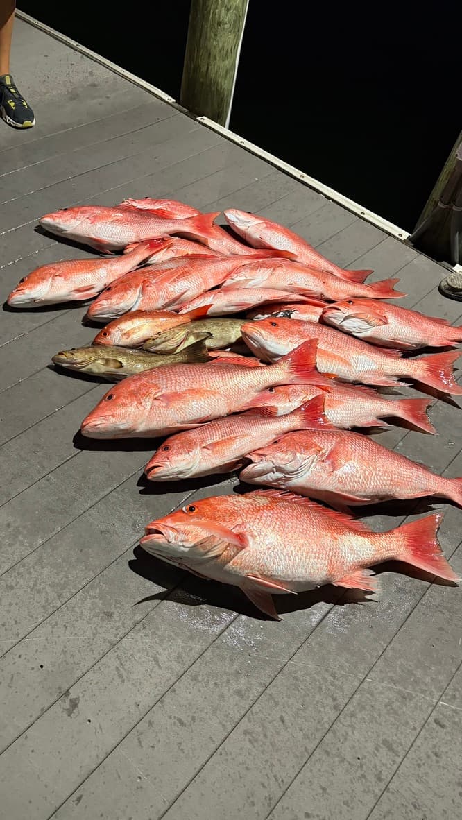 Red snappers laid out on the dock at night