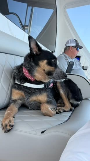 The boat dog on the quilted leather seat